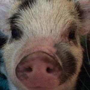 Meet your Posher, Lisa